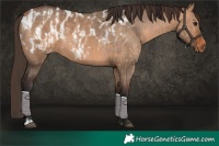 Horse Color:Bay Dun  and Bay Dun Near Leopard 