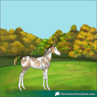 Horse Color:Painted White Spotted Buckskin Dun Splash Appaloosa Rabicano