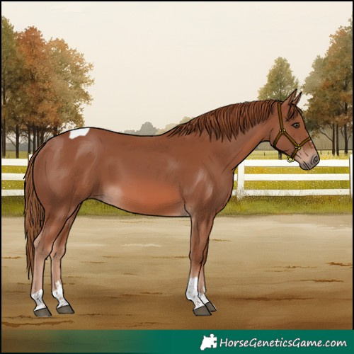 Horse Color:Chestnut Tobiano 