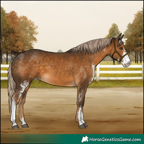 Horse Color:Chocolate Palomino Sabino 