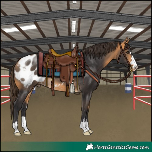 Horse Color:Buckskin Appaloosa