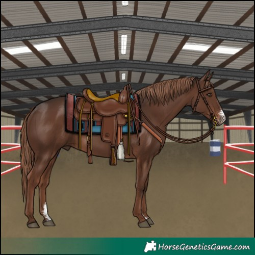 Horse Color:Liver Chestnut Sabino