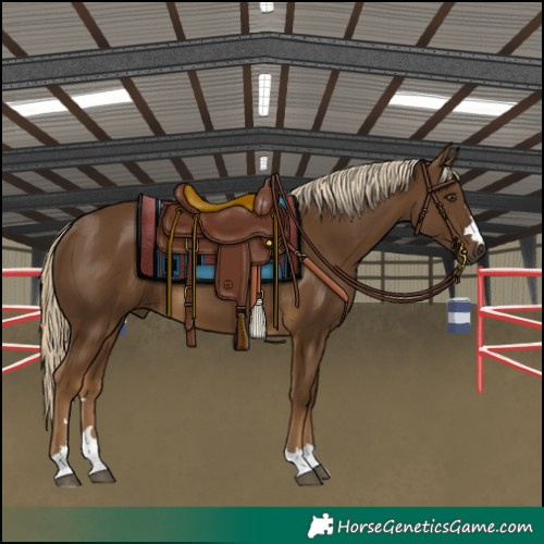 Horse Color:Chocolate Palomino 