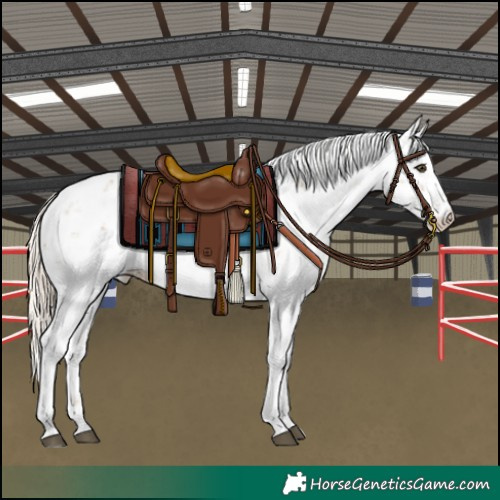 Horse Color:Chocolate Palomino Dun Sabino