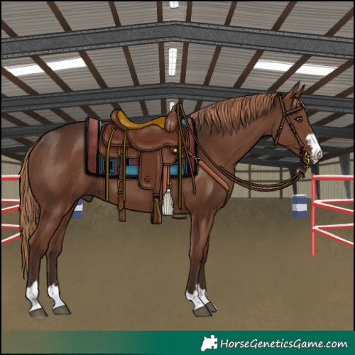 Horse Color:Liver Chestnut
