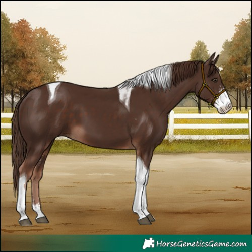 Horse Color:Liver Chestnut Sabino Tobiano 