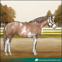 Horse Color:Liver Chestnut Pearl Sabino