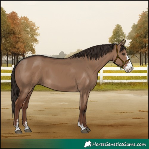 Horse Color:Liver Red Dun Sabino 