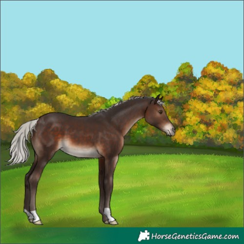 Horse Color:Silver Brown 