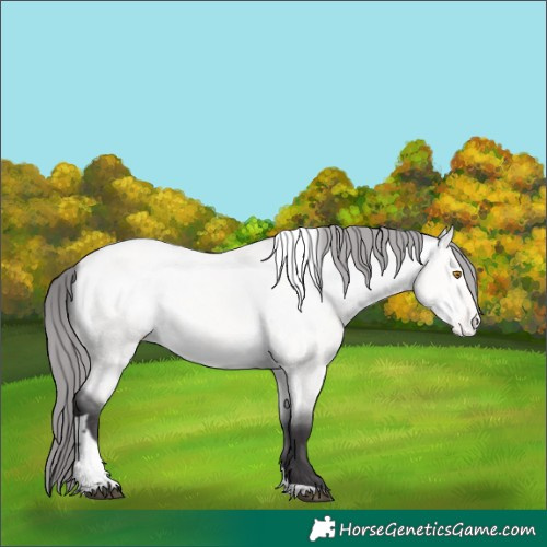Horse Color:Platinum Buckskin Dun Tobiano Appaloosa 