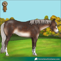 Horse Color:Silver Brown