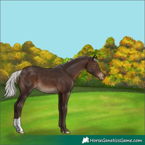 Horse Color:Silver Brown Appaloosa 