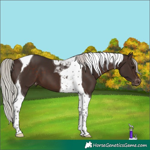 Horse Color:Silver Brown Tobiano Varnish 