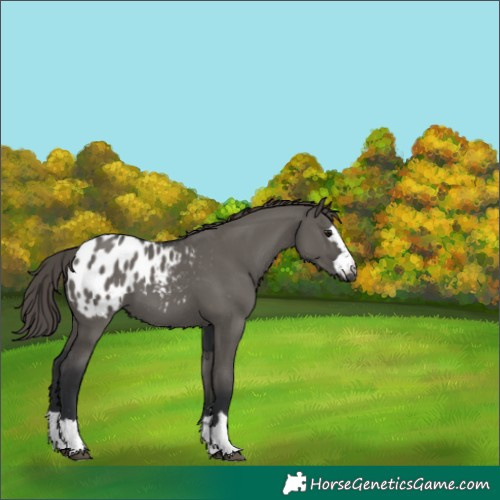 Horse Color:Grullo Appaloosa 