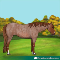 Horse Color:Red Roan