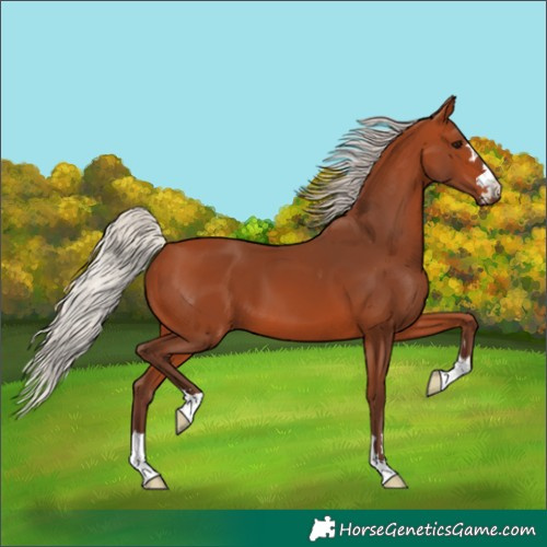 Horse Color:Silver Bay 