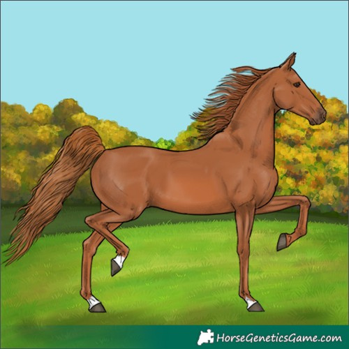 Horse Color:Chestnut 
