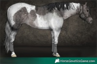 Horse Color:Platinum Brown Dun Tobiano Brindle