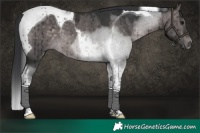 Horse Color:Platinum Brown Dun Tobiano Brindle 
