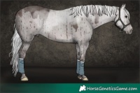 Horse Color:Platinum Silver Bay Dun Tobiano Brindle 