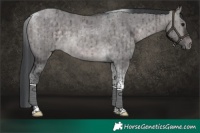 Horse Color:Platinum Brown Dun Tobiano Brindle 
