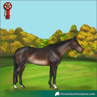 Horse Color:Brown 