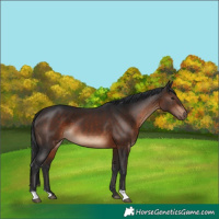 Horse Color:Brown 