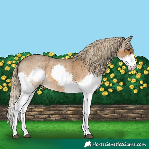 Horse Color:Chocolate Palomino Roan Splash 
