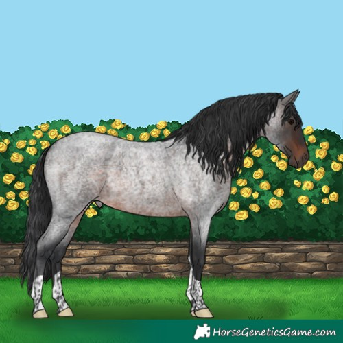Horse Color:Brown Roan Tobiano 