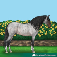 Horse Color:Brown Roan Tobiano