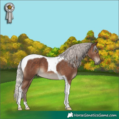 Horse Color:Silver Black Tobiano 