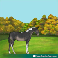 Horse Color:Black Tobiano 