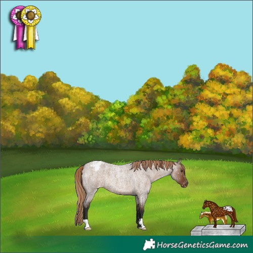 Horse Color:Liver Red Dun Roan Appaloosa 
