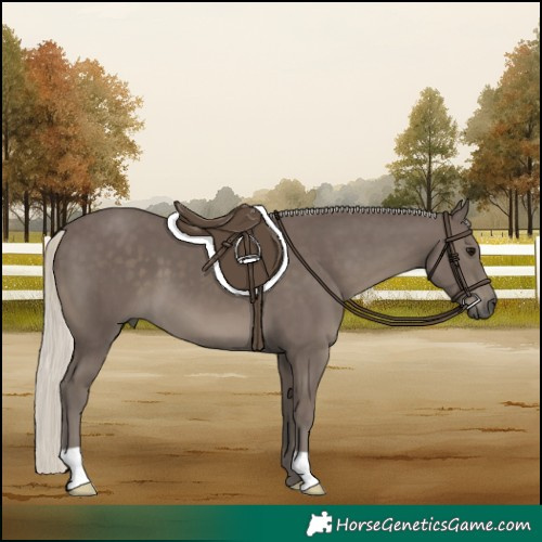 Horse Color:Silver Smoky Black
