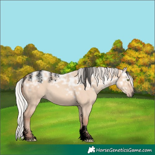 Horse Color:Powder White Void White Spotted Silver Sable Champagne Ice Dun 