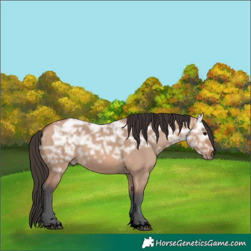 Horse Color:Void Bay Ice Dun 