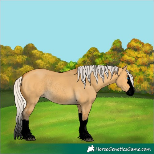 Horse Color:Void Silver Buckskin Dun Splash Rabicano 