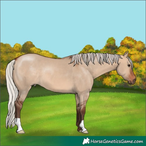 Horse Color:Silver Brown Dun 