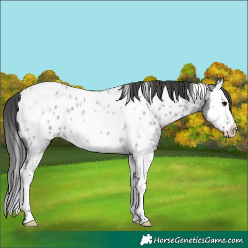 Horse Color:White Spotted Blue Roan Splash Appaloosa 