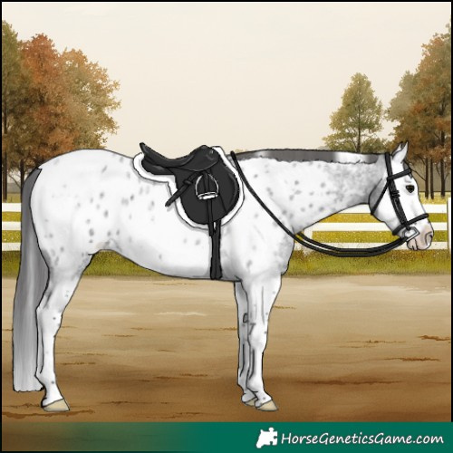 Horse Color:White Spotted Blue Roan Splash Near Leopard 