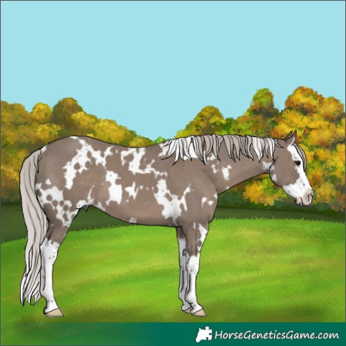 Horse Color:White Spotted Silver Grullo Splash 