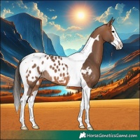 Horse Color:Bay Splash Tobiano Near Leopard 