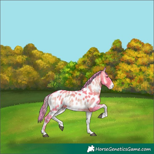 Horse Color:Watercolor Liver Red Onyx Appaloosa 