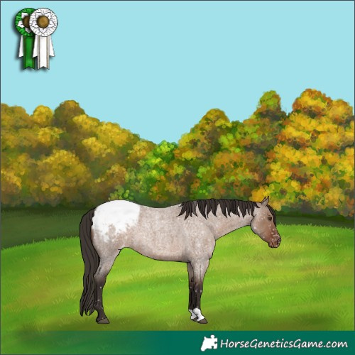 Horse Color:Liver Red Dun Roan Appaloosa 