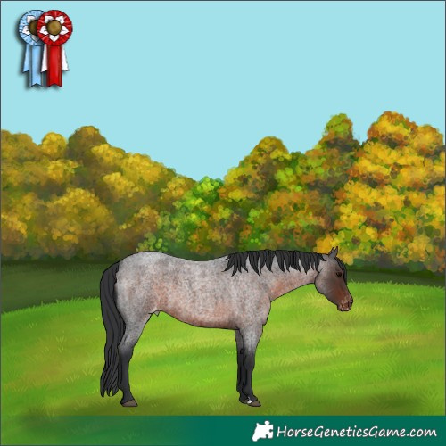 Horse Color:Brown Roan Appaloosa 