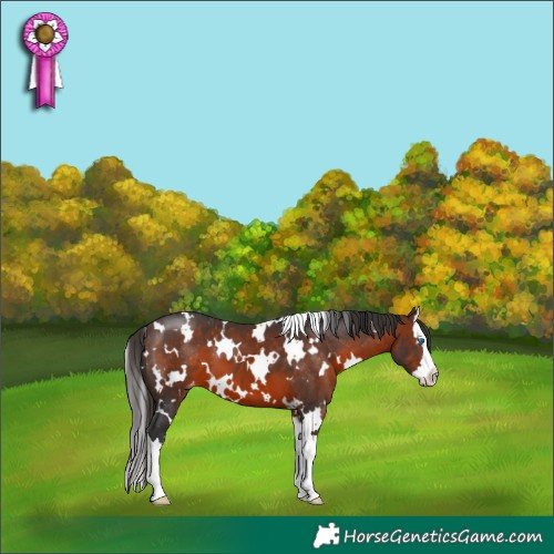 Horse Color:White Spotted Brown Splash Appaloosa 
