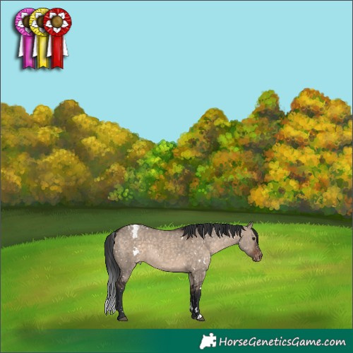 Horse Color:White Spotted Brown Dun Appaloosa 
