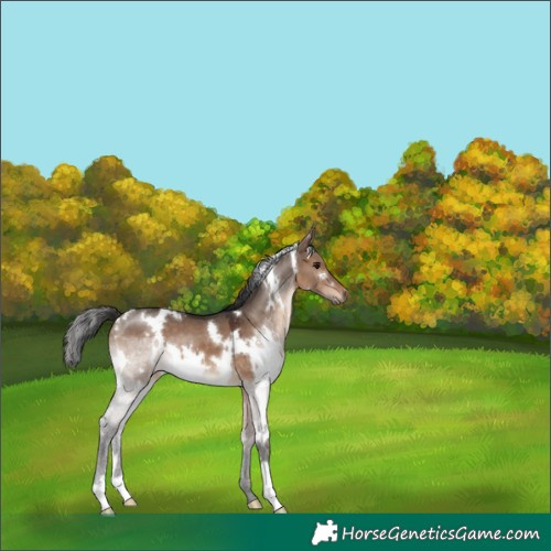 Horse Color:White Spotted Brown Dun 