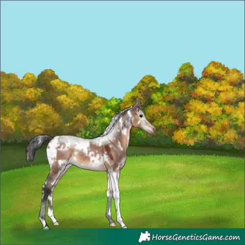 Horse Color:White Spotted Brown Dun 
