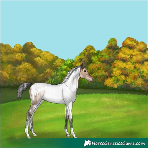Horse Color:White Spotted Brown Dun Rabicano Brindle 